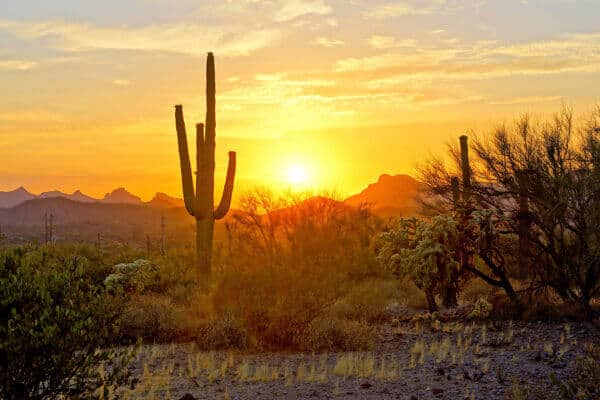 Sunrise Over Saguaro Cactus and Desert | Drain Cleaning in Tempe